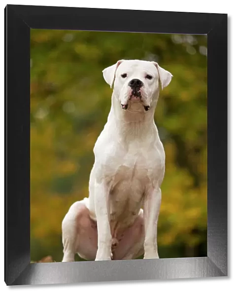 Dog - Argentinian Mastiff  /  Dogo Argentino