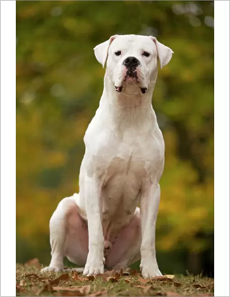 Dog - Argentinian Mastiff  /  Dogo Argentino