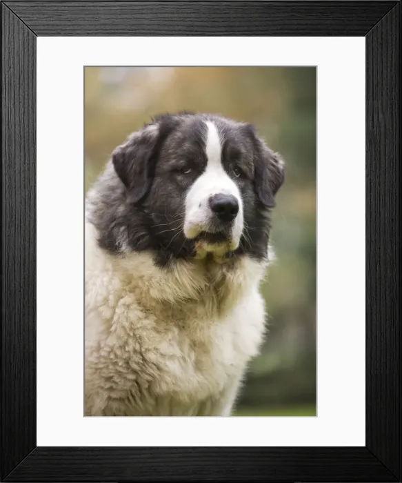 Framed Print : Dog - Pyrenean Mastiff. Also known as Mastin del Pirineo Framed Print : Dog - Pyrenean Mastiff. Also known as Mastin del Pirineo