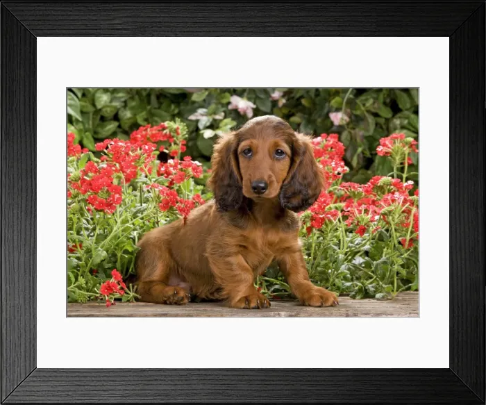 Framed Print : Long-Haired Dachshund / Teckel Dog - puppy with flowers. Also known as Doxie / Doxies in the US Framed Print : Long-Haired Dachshund / Teckel Dog - puppy with flowers. Also known as Doxie / Doxies in the US