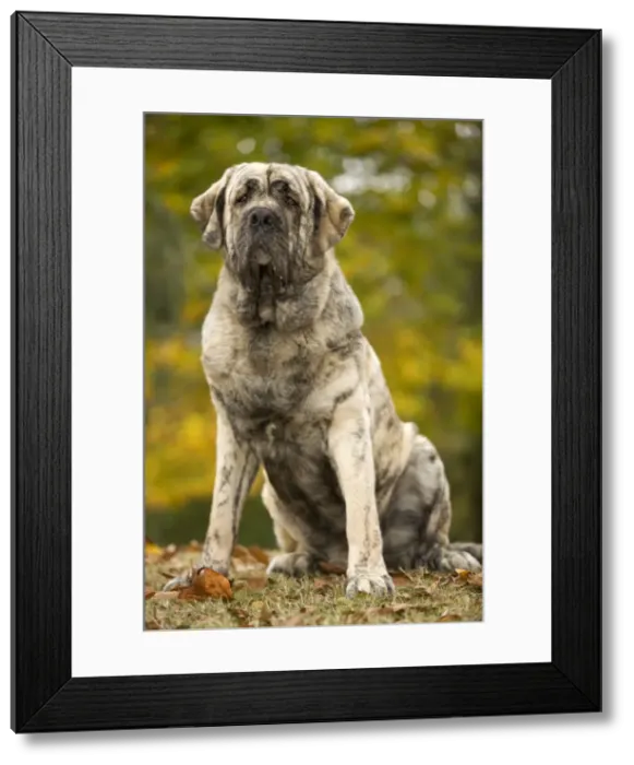 Framed Print : Dog - Spanish Mastiff. Also known as Mastin Espanol Framed Print : Dog - Spanish Mastiff. Also known as Mastin Espanol