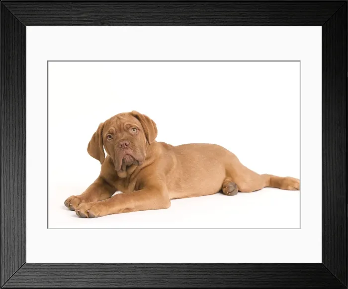 Framed Print : Dog - Dogue de Bordeaux / Bordeaux / French Mastiff in studio Framed Print : Dog - Dogue de Bordeaux / Bordeaux / French Mastiff in studio