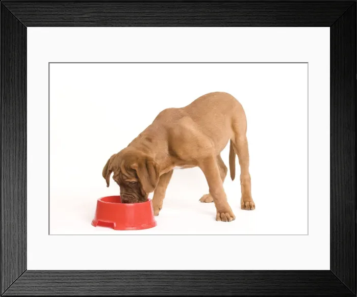 Framed Print : Dog - Dogue de Bordeaux / Bordeaux / French Mastiff in studio eating from bowl Framed Print : Dog - Dogue de Bordeaux / Bordeaux / French Mastiff in studio eating from bowl
