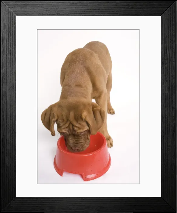 Framed Print : Dog - Dogue de Bordeaux / Bordeaux / French Mastiff in studio drinking from bowl Framed Print : Dog - Dogue de Bordeaux / Bordeaux / French Mastiff in studio drinking from bowl