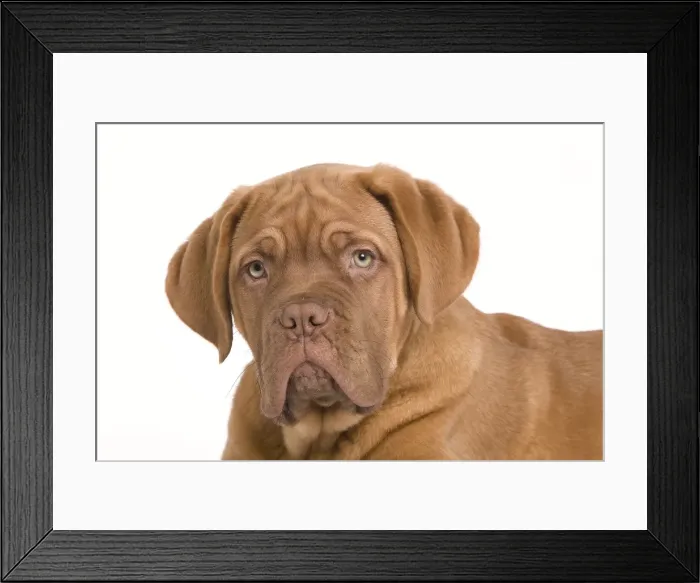 Framed Print : Dog - Dogue de Bordeaux / Bordeaux / French Mastiff in studio Framed Print : Dog - Dogue de Bordeaux / Bordeaux / French Mastiff in studio