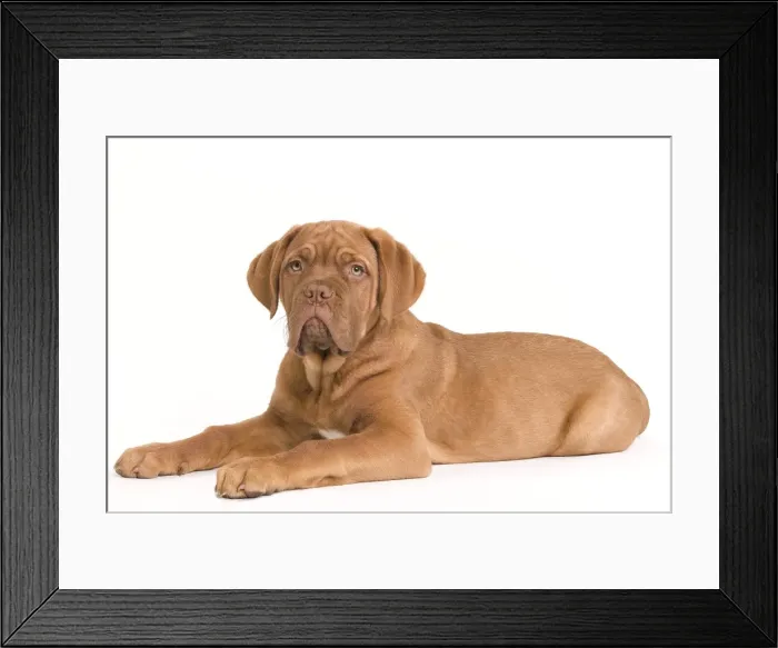 Framed Print : Dog - Dogue de Bordeaux / Bordeaux / French Mastiff in studio Framed Print : Dog - Dogue de Bordeaux / Bordeaux / French Mastiff in studio