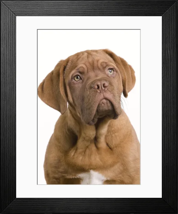 Framed Print : Dog - Dogue de Bordeaux / Bordeaux / French Mastiff in studio Framed Print : Dog - Dogue de Bordeaux / Bordeaux / French Mastiff in studio
