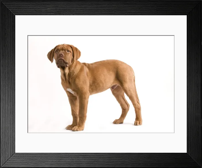 Framed Print : Dog - Dogue de Bordeaux / Bordeaux / French Mastiff in studio Framed Print : Dog - Dogue de Bordeaux / Bordeaux / French Mastiff in studio