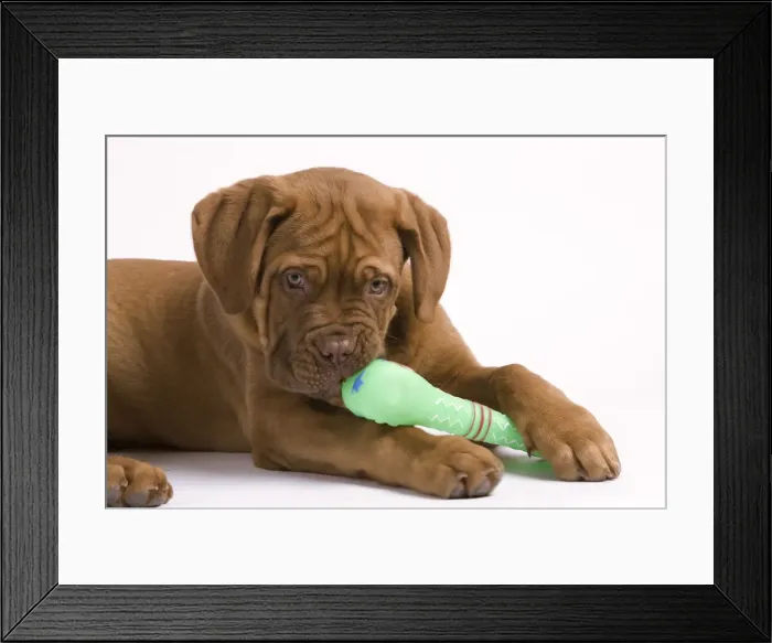 Framed Print : Dog - Dogue de Bordeaux / Bordeaux / French Mastiff in studio - biting on dog chew Framed Print : Dog - Dogue de Bordeaux / Bordeaux / French Mastiff in studio - biting on dog chew