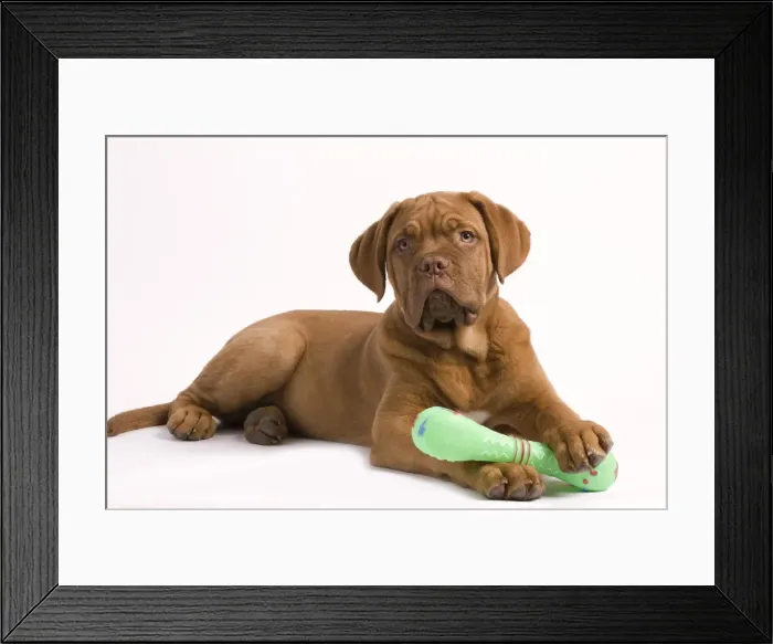 Framed Print : Dog - Dogue de Bordeaux / Bordeaux / French Mastiff in studio - with dog chew Framed Print : Dog - Dogue de Bordeaux / Bordeaux / French Mastiff in studio - with dog chew