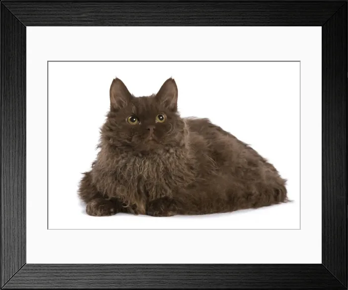 Framed Print : Cat - Selkirk Chocolate in studio Framed Print : Cat - Selkirk Chocolate in studio