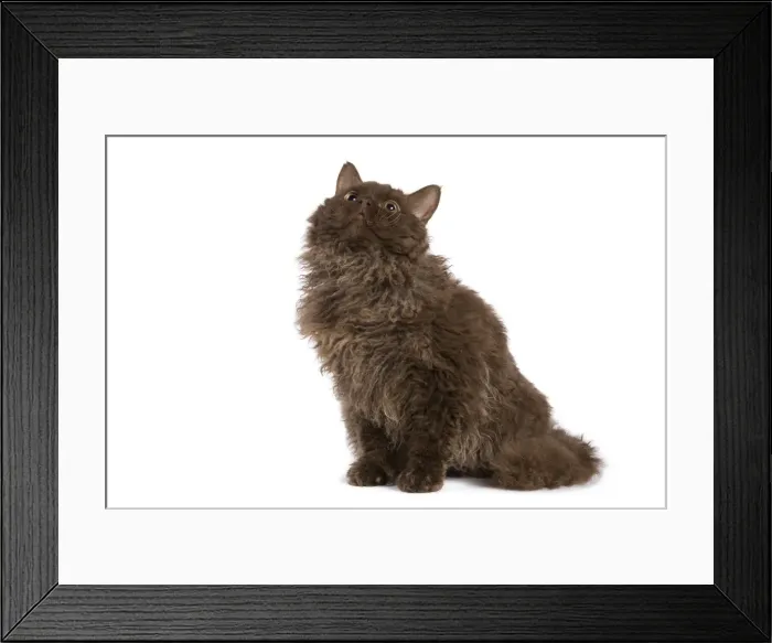 Framed Print : Cat - Selkirk Chocolate in studio Framed Print : Cat - Selkirk Chocolate in studio