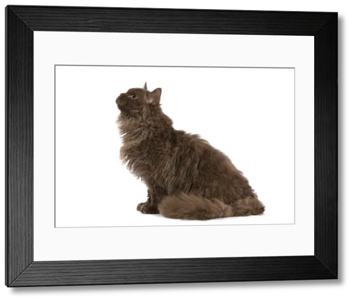 Framed Print : Cat - Selkirk Chocolate in studio Framed Print : Cat - Selkirk Chocolate in studio