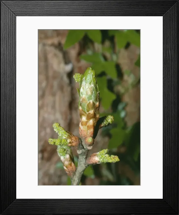 Framed Print : Oak Tree LB 8656 Newly bursting buds & flowers Quercus robur © Ian Beames / ARDEA LONDON Framed Print : Oak Tree LB 8656 Newly bursting buds & flowers Quercus robur © Ian Beames / ARDEA LONDON