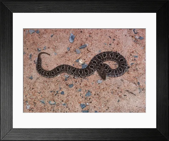 Framed Print : Night adder - Kenya Africa Framed Print : Night adder - Kenya Africa