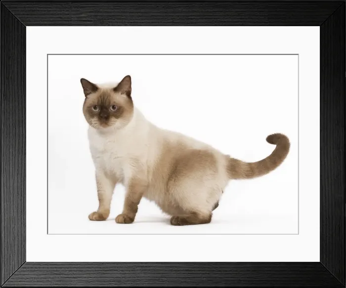 Framed Print : Cat - British Shorthair Chocolate Point in studio