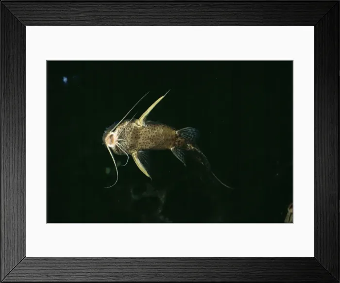 Framed Print : Nile Catfish Framed Print : Nile Catfish