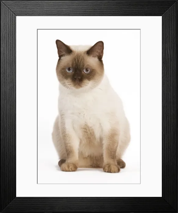 Framed Print : Cat - British Shorthair Chocolate Point in studio Framed Print : Cat - British Shorthair Chocolate Point in studio