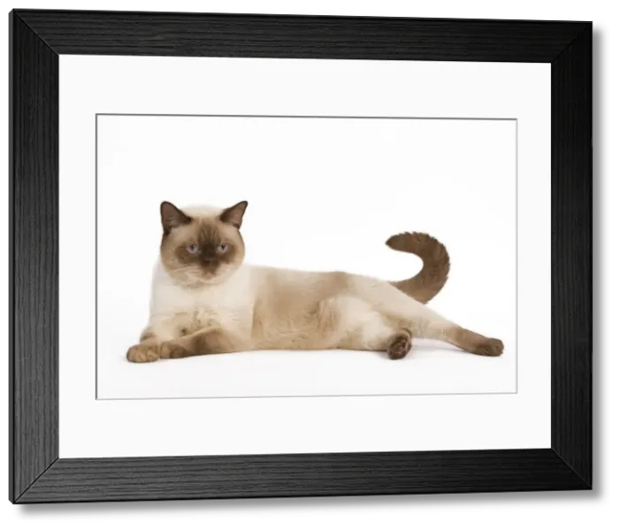 Framed Print : Cat - British Shorthair Chocolate Point in studio Framed Print : Cat - British Shorthair Chocolate Point in studio