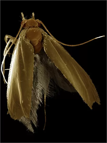 Scanning Electron Micrograph (SEM): Common Clothes Moth - Magnification x 35 (if print A4 size: 29. 7 cm wide)