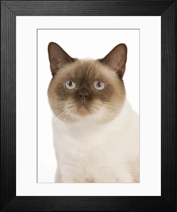 Framed Print : Cat - British Shorthair Chocolate Point in studio Framed Print : Cat - British Shorthair Chocolate Point in studio