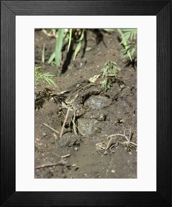 Framed Print : African Bull Frog - burried in mud Framed Print : African Bull Frog - burried in mud