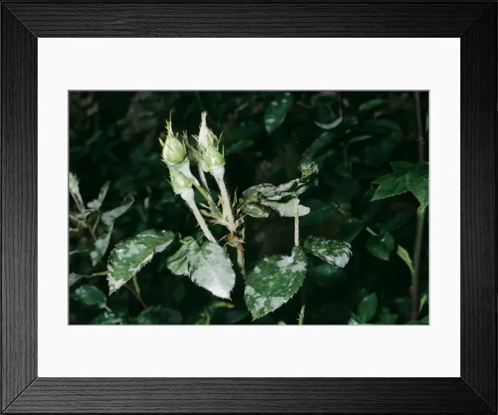 Framed Print : Mildew Disease Framed Print : Mildew Disease