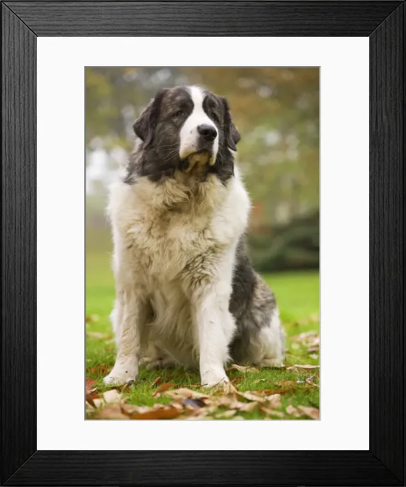 Framed Print : Dog - Pyrenean Mastiff. Also known as Mastin del Pirineo Framed Print : Dog - Pyrenean Mastiff. Also known as Mastin del Pirineo