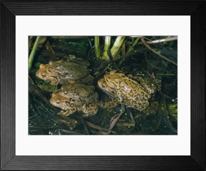Framed Print : Common Toad - 3 pairs mating in pond Framed Print : Common Toad - 3 pairs mating in pond