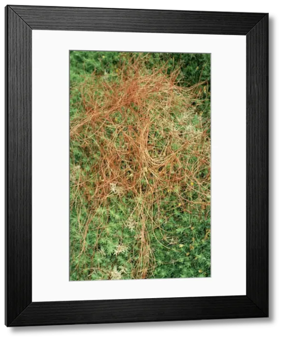Framed Print : Common Dodder - Parasitic plant, rare in UK, status vulnerable