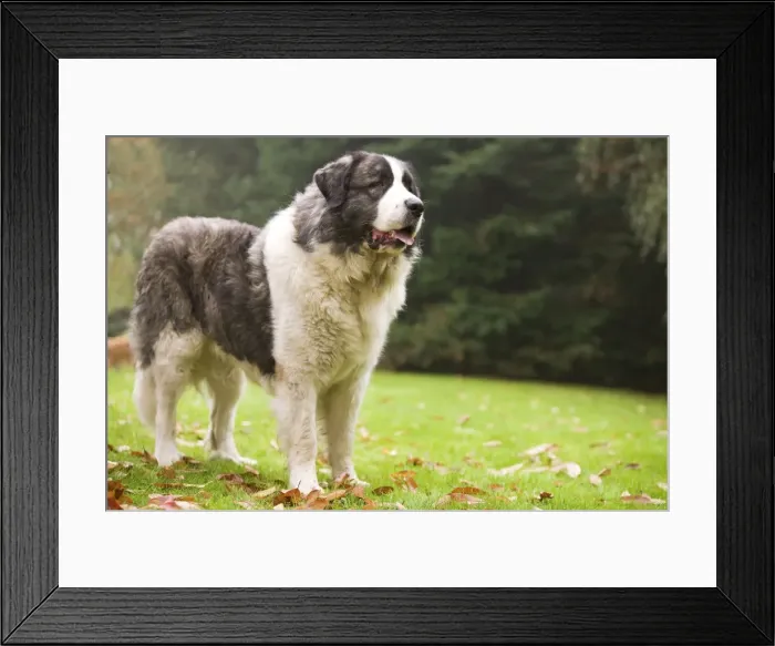 Framed Print : Dog - Pyrenean Mastiff. Also known as Mastin del Pirineo Framed Print : Dog - Pyrenean Mastiff. Also known as Mastin del Pirineo