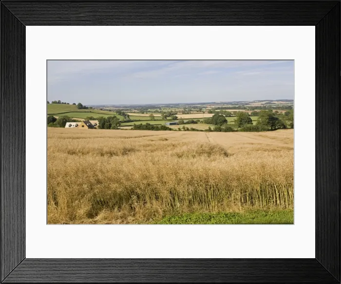 Framed Print : Oil seed rape - ready for harvest Mickleton Cotswolds UK Framed Print : Oil seed rape - ready for harvest Mickleton Cotswolds UK