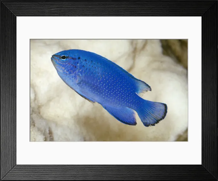 Framed Print : Blue Damselfish Tropical, Indo-Pacific Framed Print : Blue Damselfish Tropical, Indo-Pacific