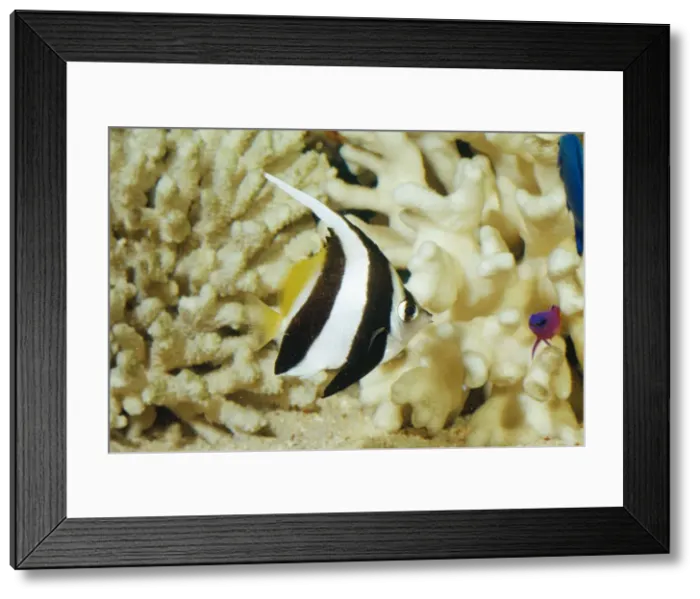 Framed Print : Coachman Fish / Long FIn Bannerfish / Poor Man's Moorish Idol / Pennant Coralfish / Wimplefish Framed Print : Coachman Fish / Long FIn Bannerfish / Poor Man's Moorish Idol / Pennant Coralfish / Wimplefish