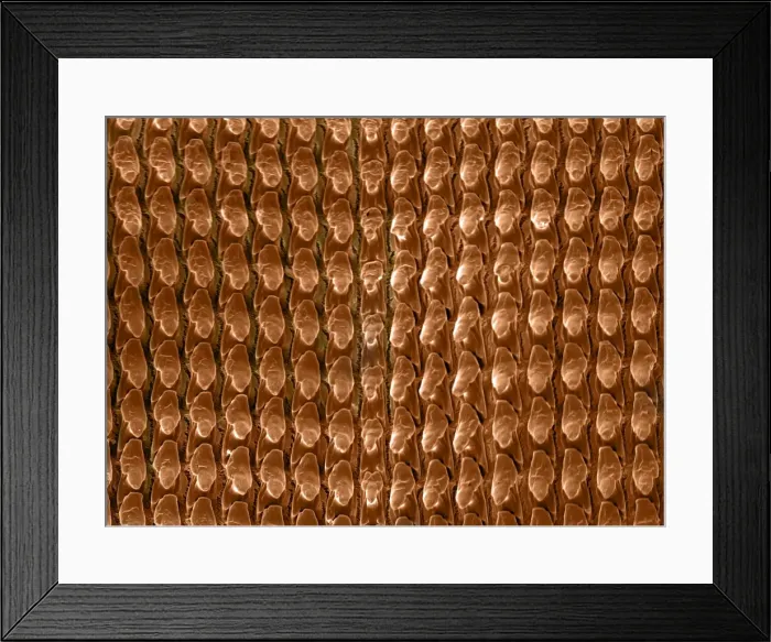 Framed Print : Scanning Electron Micrograph (SEM): Radula (feeding organ) of a Garden Snail - Magnification x 500 (if printed A4, 29. 7 cm wide) Framed Print : Scanning Electron Micrograph (SEM): Radula (feeding organ) of a Garden Snail - Magnification x 500 (if printed A4, 29. 7 cm wide)