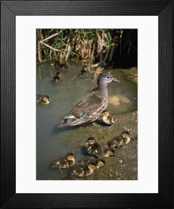 Framed Print : Mandarin Duck - female & ducklings Framed Print : Mandarin Duck - female & ducklings