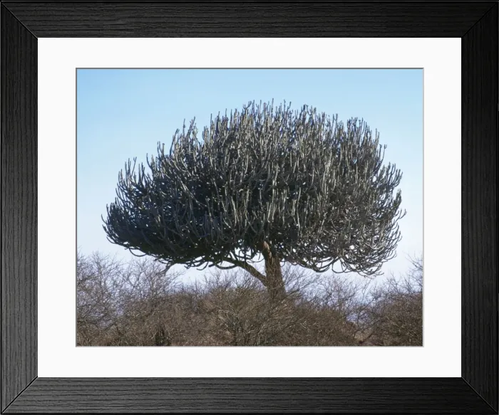 Framed Print : Pencil Cactus / Pencil Bush / Giant Euphorbia Tree, Africa Framed Print : Pencil Cactus / Pencil Bush / Giant Euphorbia Tree, Africa