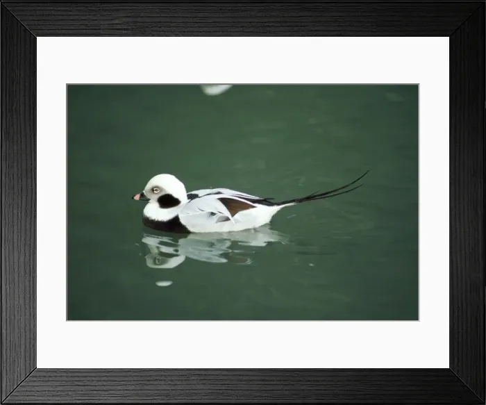 Framed Print : Long-tailed Duck - male Framed Print : Long-tailed Duck - male