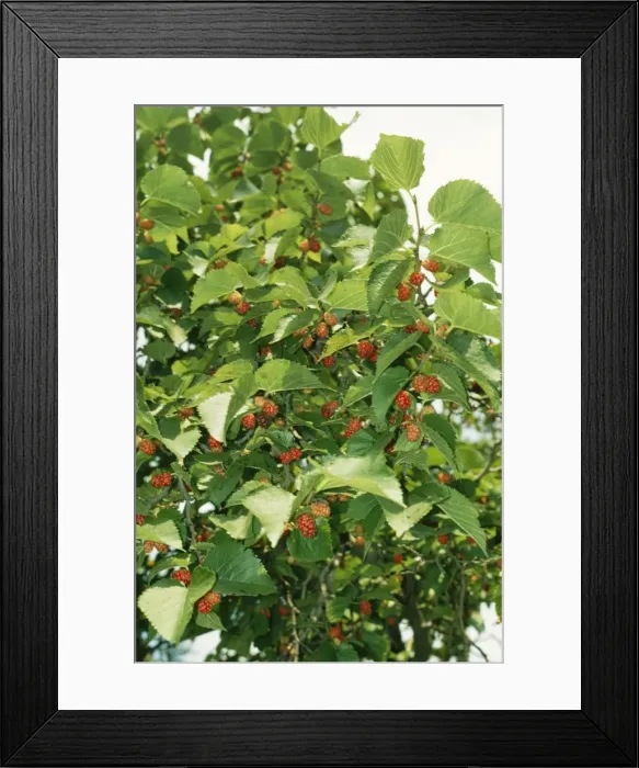Framed Print : Black Mulberry LB 4462 Ripe fruits Morus nigra © Ian Beames / ARDEA LONDON Framed Print : Black Mulberry LB 4462 Ripe fruits Morus nigra © Ian Beames / ARDEA LONDON