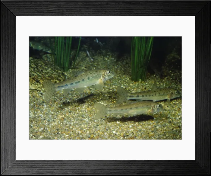 Framed Print : Spined Loach - freshwater Framed Print : Spined Loach - freshwater