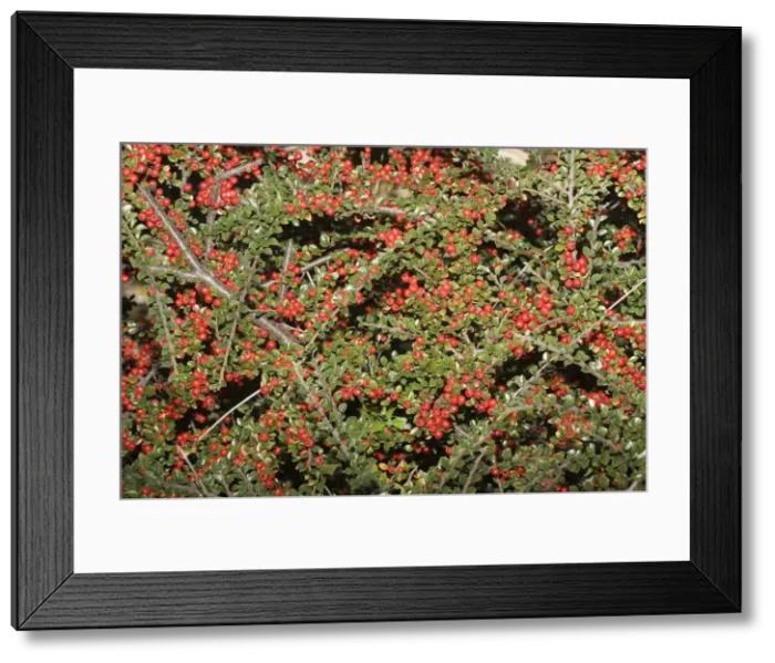 Framed Print : Cotoneaster plant - with abundant red berries, Cotswolds, UK Framed Print : Cotoneaster plant - with abundant red berries, Cotswolds, UK