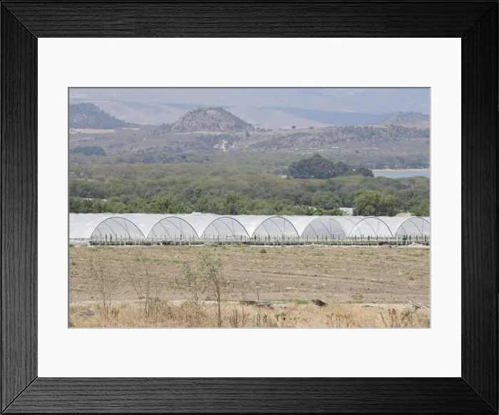 Framed Print : Flower farms Lake Naivasha Rift Valley Kenya Framed Print : Flower farms Lake Naivasha Rift Valley Kenya