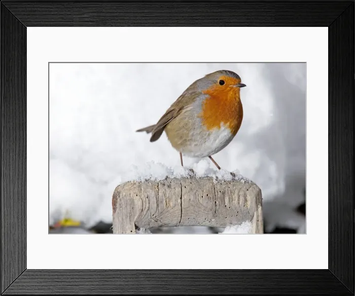 Framed Print : European Robin - perched on spade handle in snow - Woodmancote Cotswolds - UK Framed Print : European Robin - perched on spade handle in snow - Woodmancote Cotswolds - UK