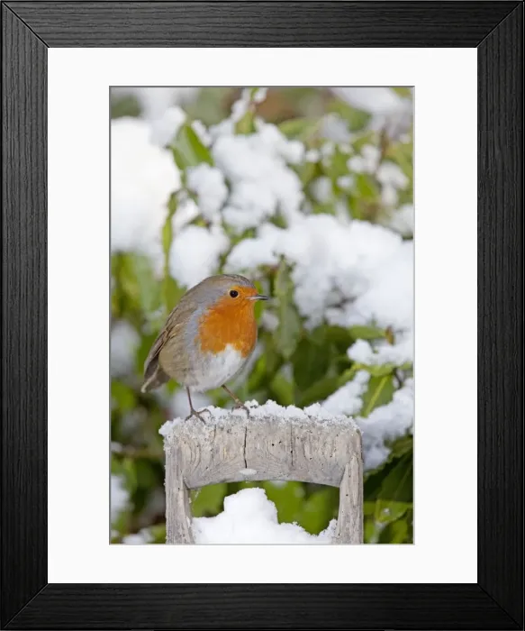 Framed Print : European Robin - perched on spade handle in snow - Woodmancote Cotswolds - UK Framed Print : European Robin - perched on spade handle in snow - Woodmancote Cotswolds - UK