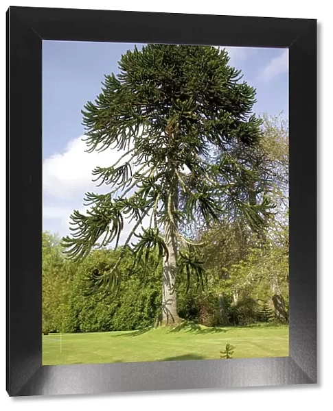 Monkey Puzzle Trees - In gardens of Dunvegan Castle Isle of Skye, Scotland