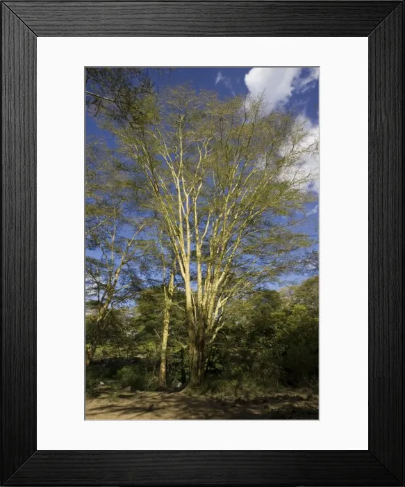 Framed Print : Yellow-barked Acacia or Fever Trees at Mzima Springs. Tsavo West National Park, Kenya Framed Print : Yellow-barked Acacia or Fever Trees at Mzima Springs. Tsavo West National Park, Kenya