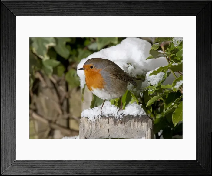 Framed Print : European Robin - perched on spade handle in snow - Woodmancote Cotswolds - UK Framed Print : European Robin - perched on spade handle in snow - Woodmancote Cotswolds - UK