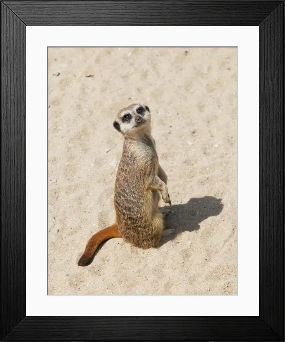 Framed Print : Meerkat / Suricate - Wildlife Park Combe Martin Devon UK Framed Print : Meerkat / Suricate - Wildlife Park Combe Martin Devon UK