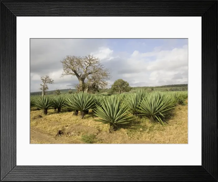 Framed Print : Land recently cleared for sisal plantation with baobab trees remaining. Mombasa on Kenya Coasts, Africa Framed Print : Land recently cleared for sisal plantation with baobab trees remaining. Mombasa on Kenya Coasts, Africa
