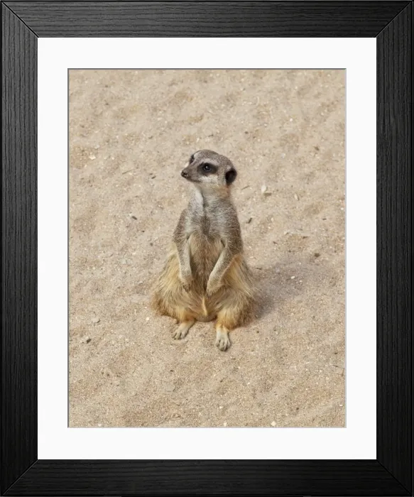 Framed Print : Meerkat  /  Suricate - Wildlife Park Combe Martin Devon UK
